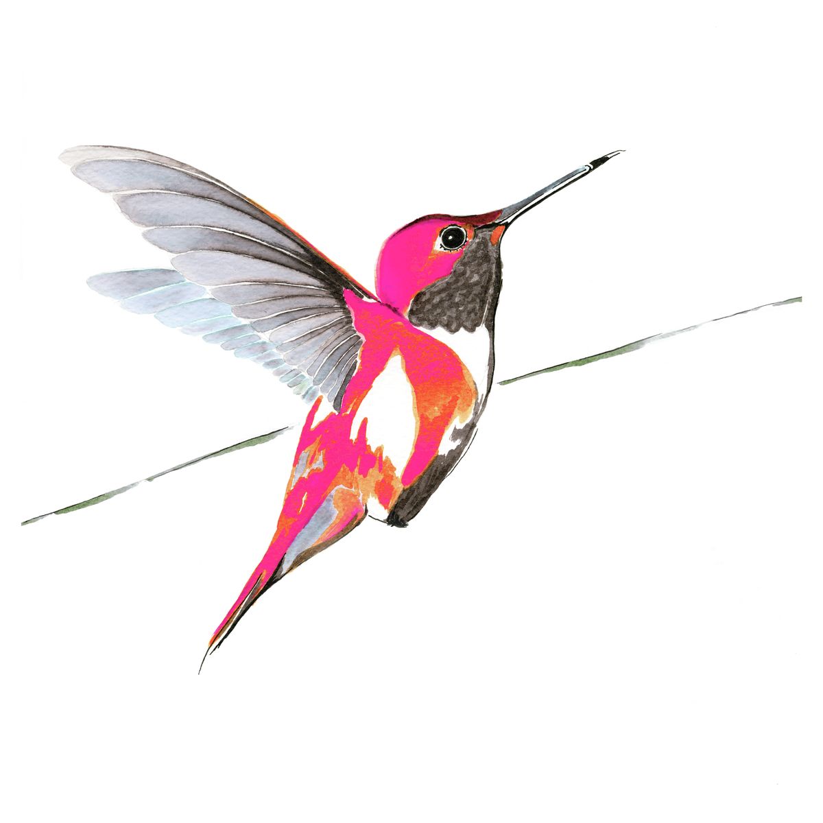 Hummingbird in bright pink print by Anna Jacobs