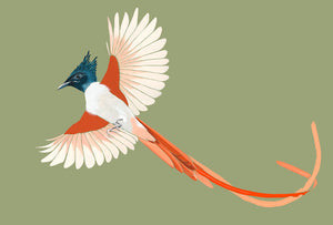 Indian Paradise Flycatcher