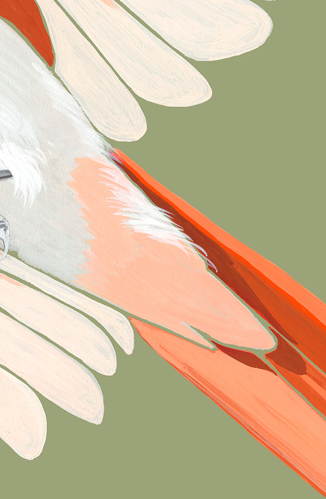 Indian Paradise Flycatcher