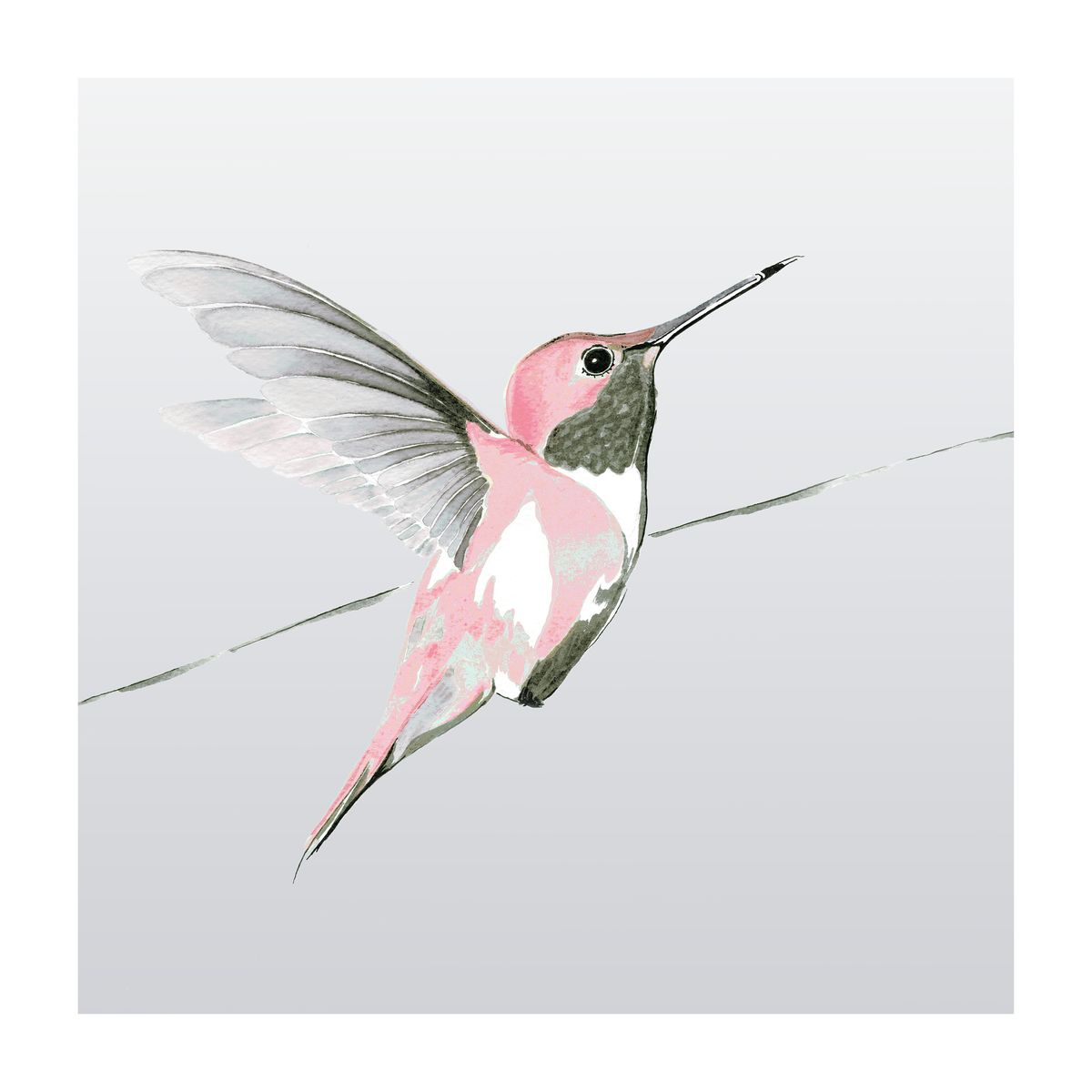 Rose Hummer on Grey<br/>print