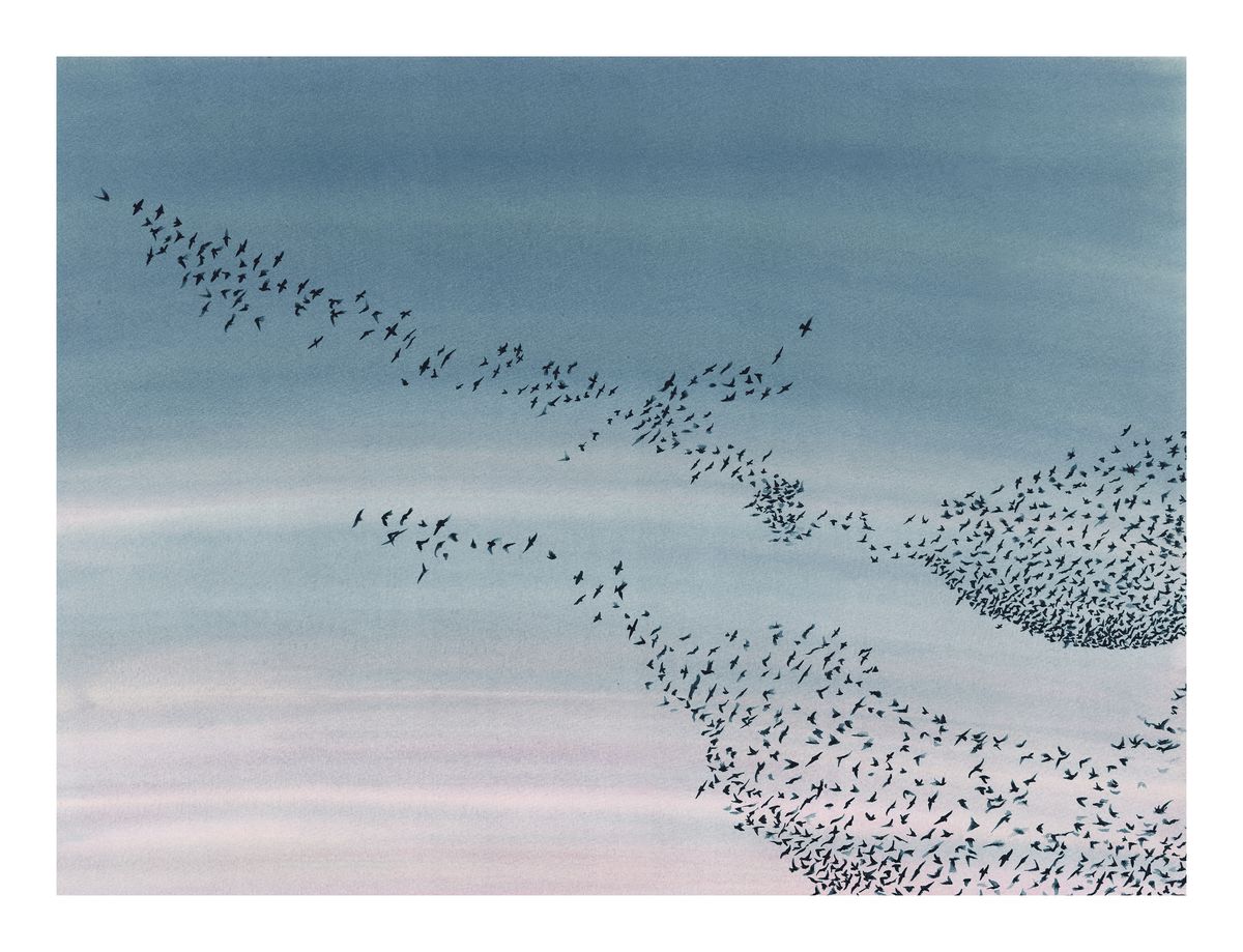 Murmuration<Br>print