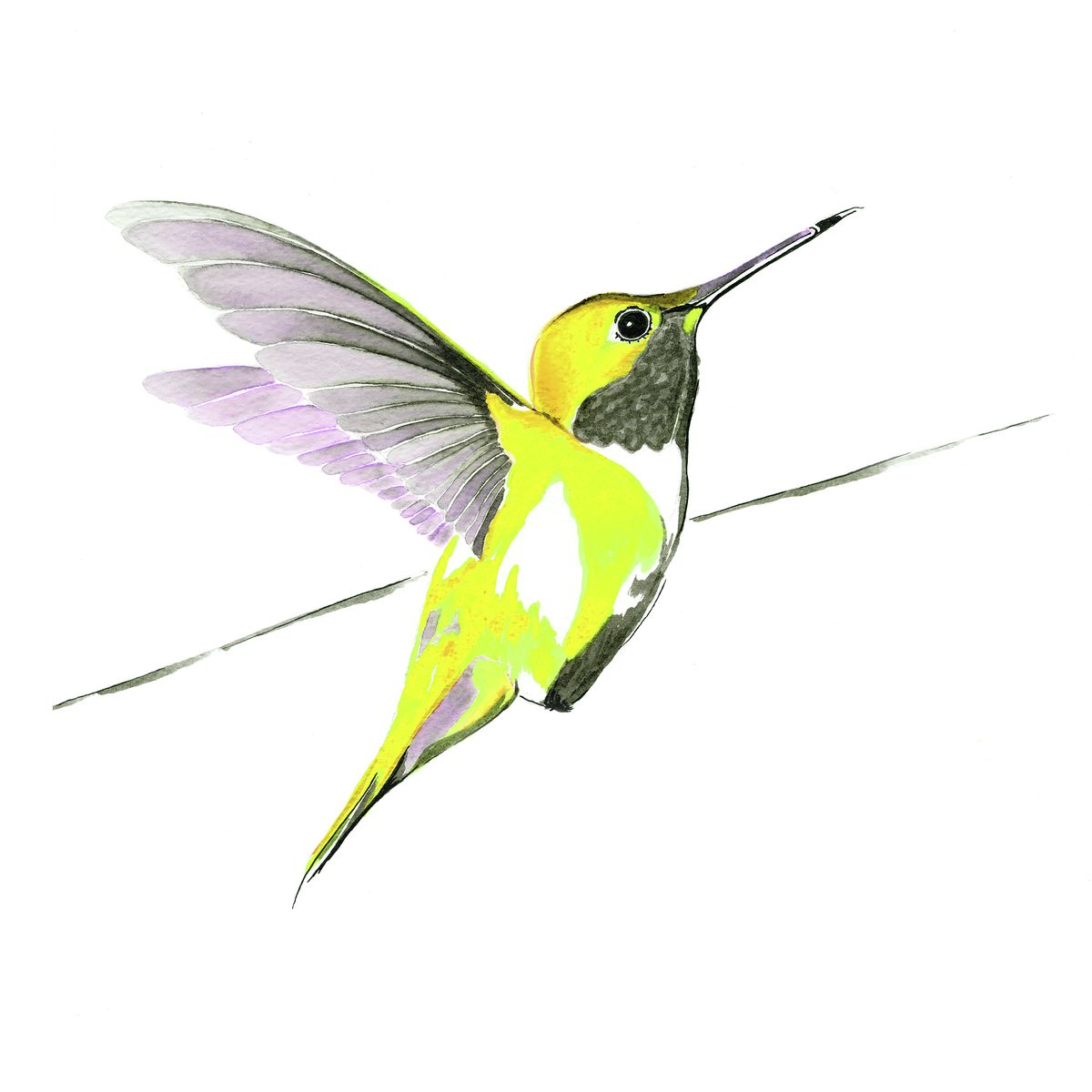 Humming bird in yellow limited edition print by Anna Jacobs