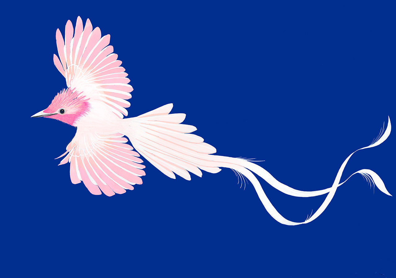 Rose Paradise Flycatcher