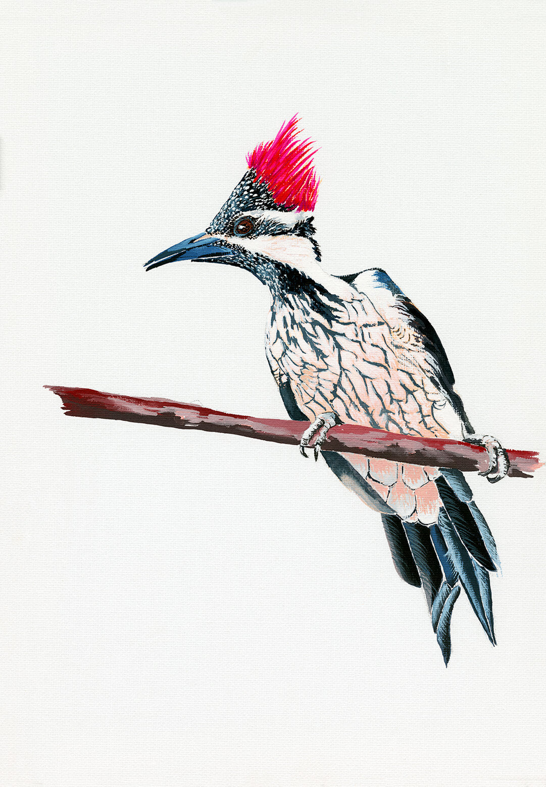 Nuttal's Woodpecker