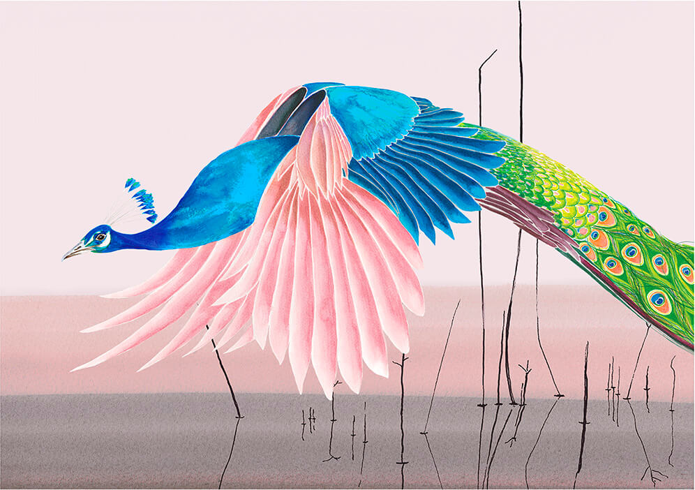 Flying Peacock<br />greeting card